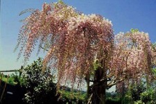 1 Blauregen in rosa, veredelte Glyzinie 100 - 150 cm jetzt