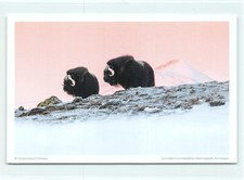1 AK Postkarte Moschusochse