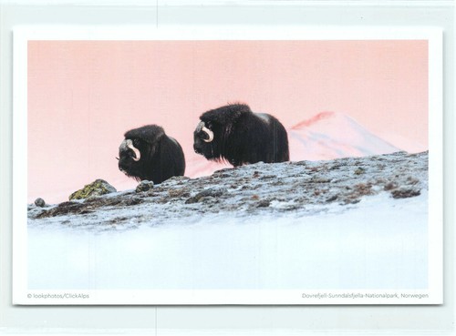 Postkarte moschusochse - ak,