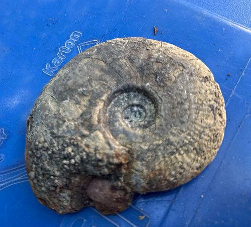 Ammonit fossil spiralförmig - ammonit,