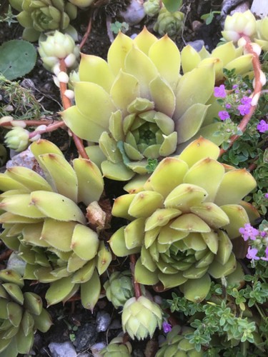 Hauswurz sempervivum winter - hauswurz,