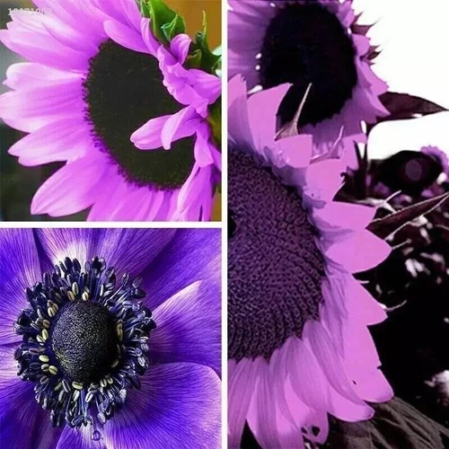 20x seltene lila