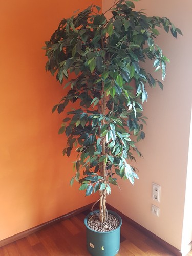 Kunstpflanze benjamin 190 cm - kunstpflanze,