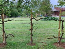 Rankmanufaktur Design Spalier