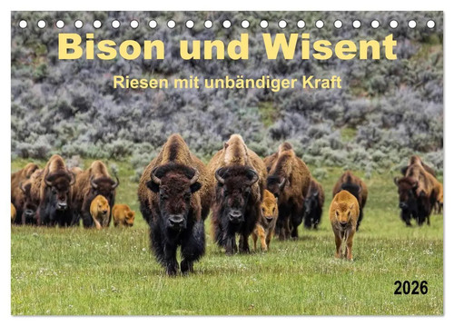 Bison und wisent riesen - und,
