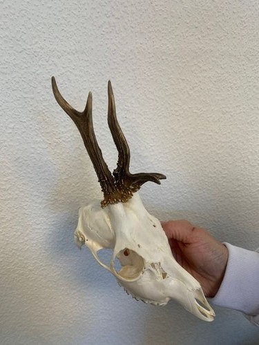 Rehbock rehgeweih geweih - rehgeweih,