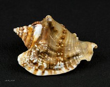 Strombus raninus, Strombidae 76mm, Florida