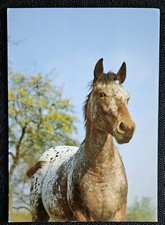 Pferdepostkarte, AK Pferde