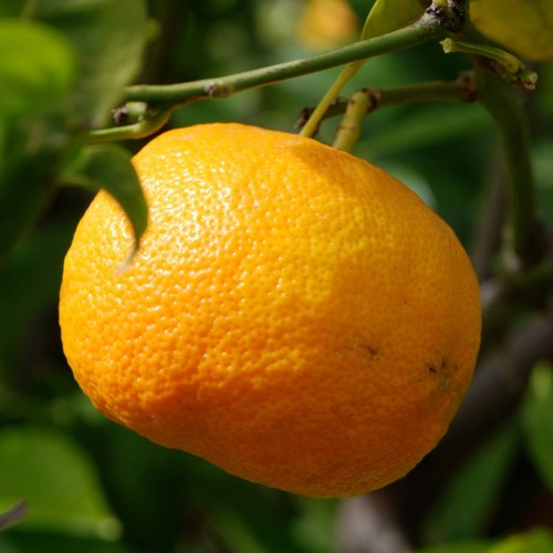 Satsuma mandarinenpflanze - satsuma, in