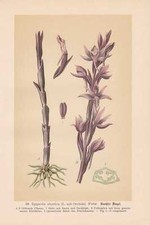 Epipactis abortiva L. sub