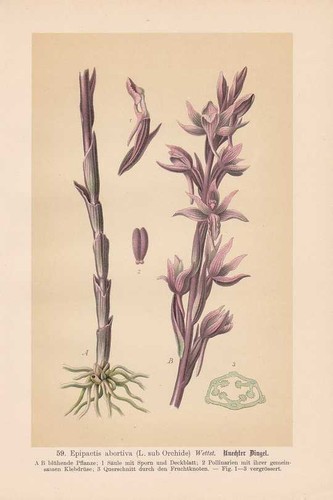 Epipactis abortiva sub - abortiva, l.