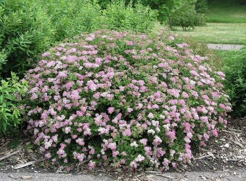 Spiraea japonica little - 1, x