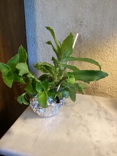 Basket plant - plant, canasta)