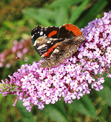 Schmetterlingsflieder summer - schmetterlingsflieder,