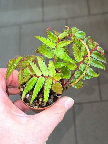 Begonia pteridiformis red - pteridiformis,