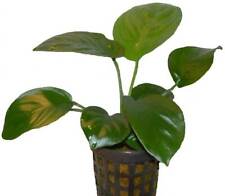 1 Topf Anubia barteri var. barteri, barschfest, Aquariumpflanzen