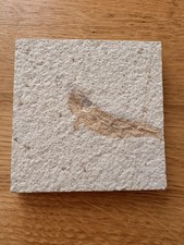 Seltenes fossil zum aufhängen - fossil,