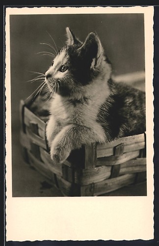 Ansichtskarte junge katze - ansichtskarte,