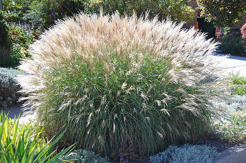 Miscanthus sinensis - 3x,