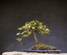 Bonsai outdoor winterhart Hainbuche  Carpinus H30 B34 D2cm