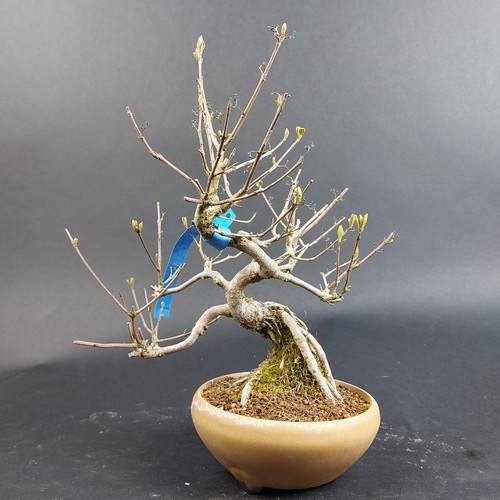 Bonsai schönfrucht - -,