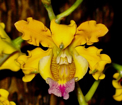 Schomburkgia hybride - schomburkgia,