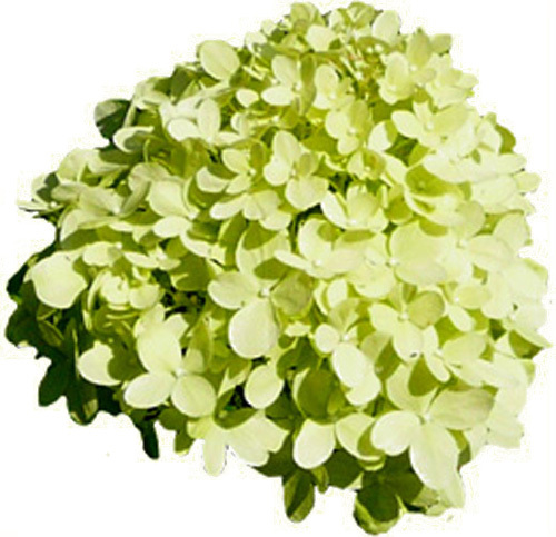 Rispenhortensie limelight - rispenhortensie,