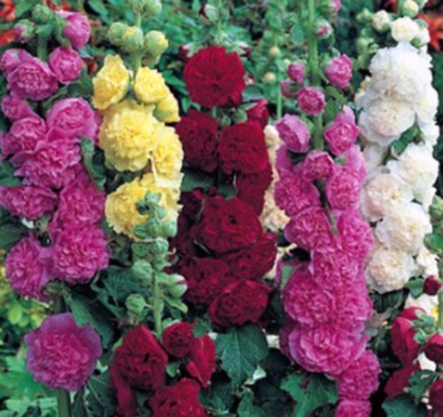 Stockrosen mischung alcea - mischung,