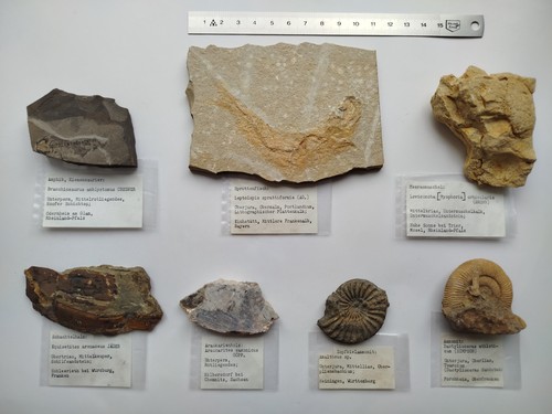 Fossilien altsammlung mit - fossilien,