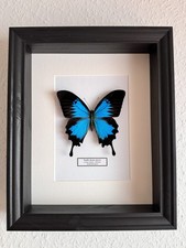 Echter Schmetterling Papilio