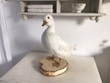 Tierpräparat weisse Ente Shabby Chic Vintage Brocante Boudoir Taxidermy Deko