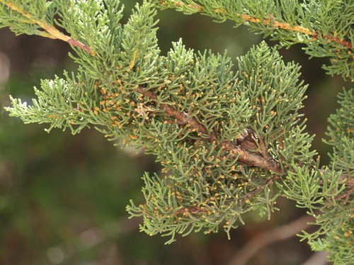 Cupressus macrocarpa - ,