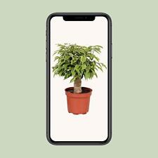 Ficus Benjamina Kinky -
