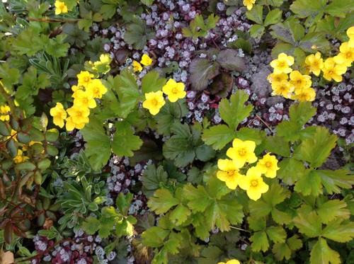 Waldsteinia - ,