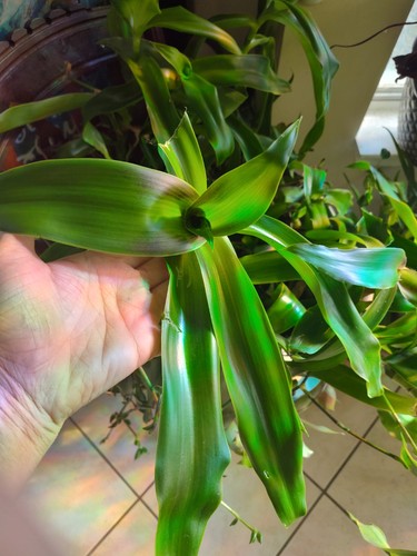Callisia fragrans golden - 2,