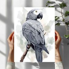 Graupapagei Vogel Premium