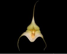 Dracula Deltoidea Orchidee