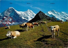 Ansichtskarte; Mannlichen