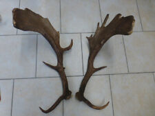 Abwurfstangen Damgeweih