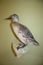 Tierpräparat Ente,  Jagdente