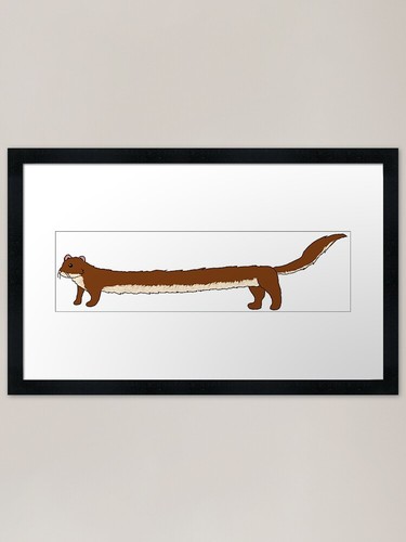 Loooooooong weasel - loooooooong,