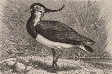 Kiebitz (Danellus capella)