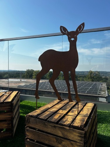Edelrost reh bambi - reh,