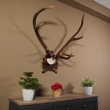 8 Ender Rothirsch Geweih Stangen auf geschnitztem Holzschädel Hirschgeweih