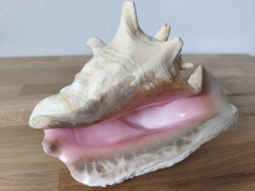 Riesengroße fechter schnecke - fechter,