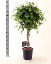 Birkenfeige ficus benjamina - ficus,