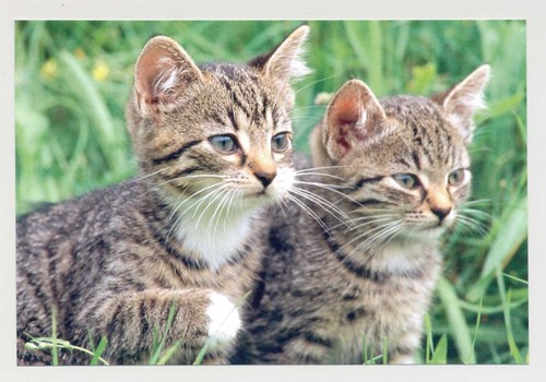 Postkarte katze neu - postkarte, 42