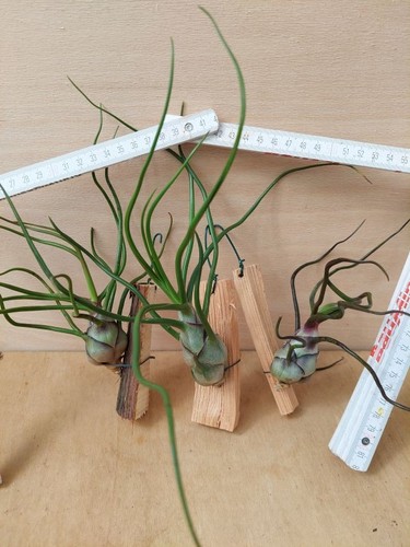 Tillandsia bulbosa l - tillandsia, bulbosa,