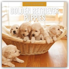 Golden Retriever Puppies -