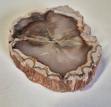 Wunderschönes Versteinertes